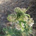 Asclepias fascicularisLeaf