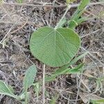 Rhynchosia americana Yaprak
