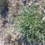 Launaea fragilis Flower