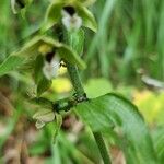 Epipactis muelleri Кветка