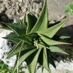 Haworthia limifolia Leaf