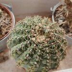 Gymnocalycium quehlianumHostoa