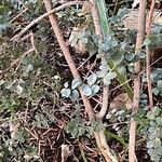 Myrsine africana Ekosanga
