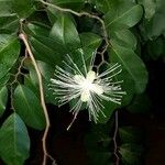 Cynophalla flexuosa Çiçek