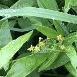 Rubia tinctorum ফুল