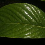 Rhodostemonodaphne kunthiana Fuelha