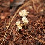 Voyriella parviflora Flower