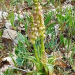 Orchis anthropophora Цвят