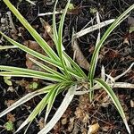 Carex morrowii 形態