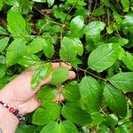 Lonicera canadensis Leaf
