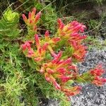 Crassula coccinea Flor