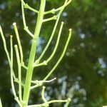 Sisymbrium erysimoides Fruit