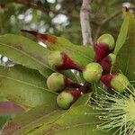 Syzygium jambos Fruit