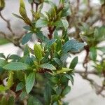 Rhododendron indicum Blad