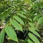 Juglans cinerea Blad