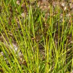 Carex leporina 整株植物