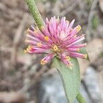 Gomphrena pulchella 花