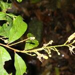 Hirtella triandra Цвят