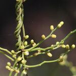 Cassytha filiformis Flower