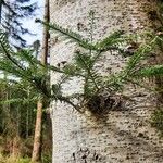 Abies alba Leaf