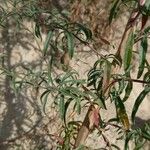 Epilobium brachycarpum Blad