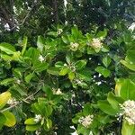 Calophyllum inophyllum Blad