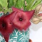 Stapelia giganteaKvět