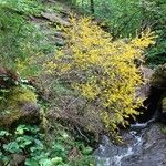 Genista florida Habit