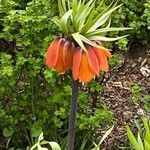 Fritillaria imperialis Цвят