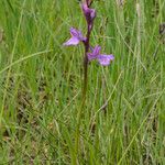 Anacamptis palustris Flor