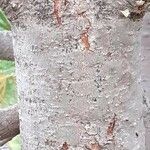 Pinus cembra Bark