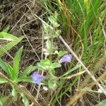 Scutellaria drummondii Yeri