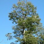 Nothofagus pumilio Habitat