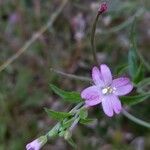 Epilobium montanum Flor