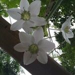Urceolina × grandiflora Cvet