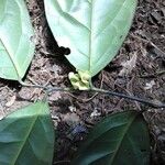 Diospyros bipindensis Leaf