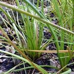 Bulbine annua