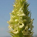 Sideritis hyssopifolia Flower