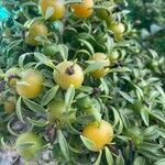 Pereskia aculeataGyümölcs