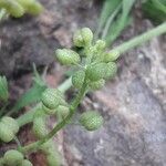 Lepidium didymum Fruto