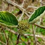 Viburnum lantana Цвят