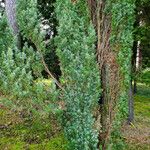 Juniperus rigida Rinde