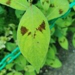 Persicaria virginiana Hoja