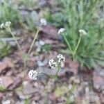 Valeriana coronata 花