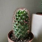 Mammillaria backebergiana Лист