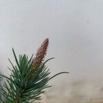 Pinus pineaЦвят