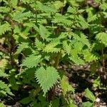 Urtica pilulifera Leaf