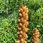 Orobanche laserpitii-sileris Flower