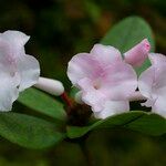 Rhododendron mogeanum Квітка