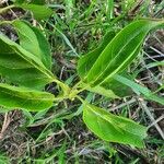 Stephanotis abyssinica Φύλλο
